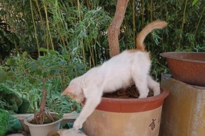 养5只猫的幸福与挑战（探索多猫家庭的喜悦与困扰）