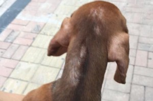 犬掉毛病因与治疗方法（了解犬掉毛的原因，采取正确的治疗方法）