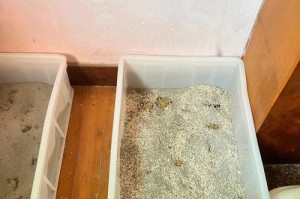 成猫四天不拉屎怎么办？（解决便秘问题的方法和建议）