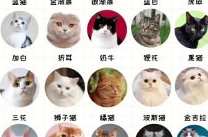 养猫男孩还是女孩？选择适合你的猫咪性别（猫咪公母的差别在哪？如何选择适合你的猫咪性别？）