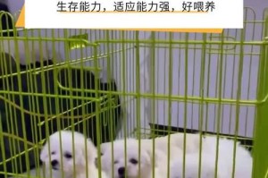 比熊犬价格表及选购建议（了解比熊犬价格，科学选购你的新伙伴）