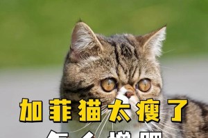 猫咪的体重问题（探究猫咪体重异常背后的原因与健康风险）