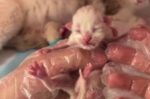 猫咪怀孕后多久才会有奶？（从受孕到哺乳期，了解猫咪产奶的时间线）