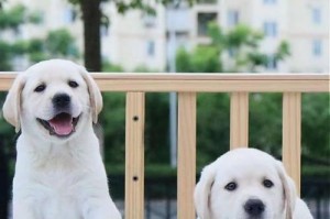 拉布拉多与黄金猎犬的完美搭配（黄金猎犬与拉布拉多的亲密合作，打造最佳养狗伴侣）