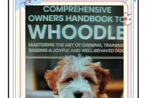 如何训练你的贵宾犬（贵宾犬训练的基本要点）