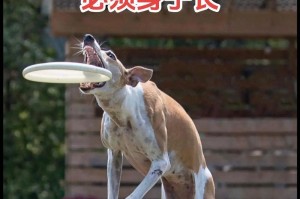 聪明的人都养“格力犬”了？（探索养格力犬的优势，智慧之选）