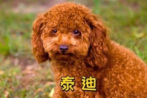 泰迪剃毛后的生长周期及护理建议（了解泰迪毛发生长周期，科学照顾宠物毛发健康）