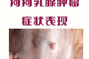 了解狗狗乳腺问题的症状与处理方法（探究狗狗乳腺问题的症状与处理方法，以及预防与治疗的重要性）