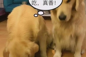 如何正确饲养金毛犬？-建立健康快乐的金毛犬生活（一起来了解如何给金毛犬提供最好的护理和关爱！）