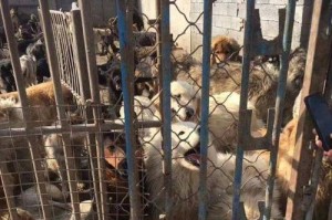 如何在预算有限的情况下购买价廉物美的犬舍狗狗？（以经济实惠为主要考虑因素的养狗攻略）