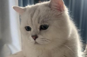 猫绝育后会胖起来吗？（绝育猫胖的原因及控制方法）
