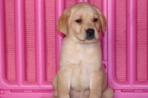 拉布拉多母犬配种后多久能洗澡？（解答拉布拉多母犬配种后洗澡的时间问题）