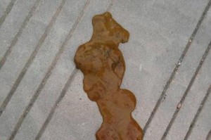 了解以犬瘟吃什么吐什么的重要性（保护宠物犬免受犬瘟侵害的基本饮食原则）