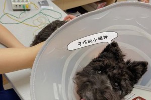 小狗长大需要多久？（揭秘小狗成长的时间线）