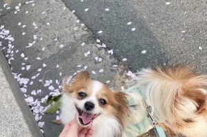 家长们的蝴蝶犬幼犬饲养指南（如何照顾你的可爱小宠物？）