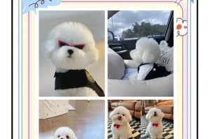 比熊幼犬疫苗接种频率剖析（了解比熊幼犬打针的正确时机与步骤）