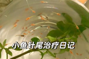 孔雀鱼身上发红的治疗方法（解析孔雀鱼发红的原因及有效的治疗方案）