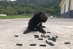 葡萄牙水犬的饮食需求（了解葡萄牙水犬的食物偏好与健康要求，为其提供正确的饮食）