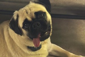 巴哥犬（了解巴哥犬的优点，让你更加喜爱这一品种）