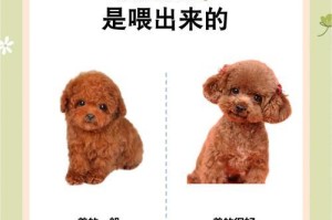 泰迪狗生产后的护理指南（了解泰迪狗产后护理的关键知识，让你的宠物更健康）