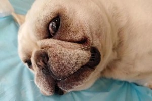 母狗狗绝育后恢复时间及注意事项（了解母狗狗绝育后的恢复周期和注意事项，为它们提供更好的护理）