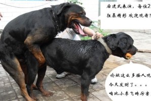 狗狗配种后的饮食指南（为您的母犬和幼犬提供均衡和营养丰富的食物）