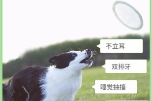 狗狗缺钙的症状与预防措施（了解狗狗缺钙的常见症状，保障它们的骨骼健康）