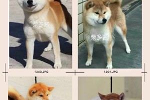 柴犬幼犬价格及挑选方法（了解柴犬幼犬价格，掌握挑选方法）