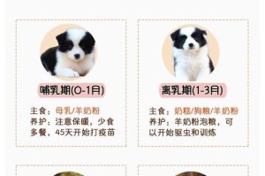 边牧疫苗接种时间（了解边牧疫苗接种的关键时间点，给予最佳保护）