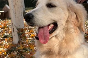 金毛犬的寿命究竟有多长？（探寻金毛犬寿命的关键因素及如何延长它们的寿命）