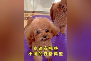不同颜色的泰迪犬的性格特点大盘点（从黑色到白色，泰迪犬个性全揭秘）