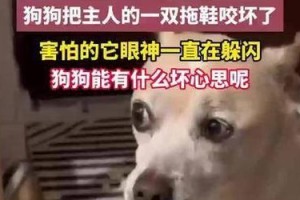 小狗为什么喜欢叼拖鞋？（揭开小狗叼拖鞋的原因与心理）