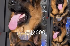 德国牧羊犬繁殖能力调查（探究德国牧羊犬一般配种数量与生育能力的关系）