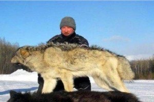 北美灰狼能战胜体重190斤的巨型狼青犬吗？（一场生死搏斗，猛兽之间的对决）