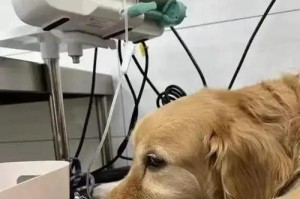 金毛犬健康饮食指南（3个月金毛犬的饮食要点及喂养建议）
