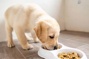 狗狗换粮的时间（了解狗狗换粮的最佳时机，让它们健康快乐生活。）
