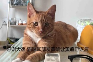 猫咪黄疸（一起了解猫咪黄疸的存活时间以及如何应对）
