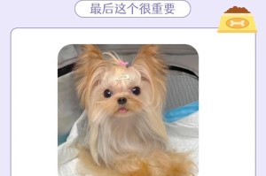 约克夏的睡眠需求（探究约克夏犬的睡眠模式与时间分配）