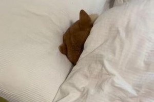 成年狗狗的睡眠需求（揭秘成年狗狗一天睡多久的原因及注意事项）