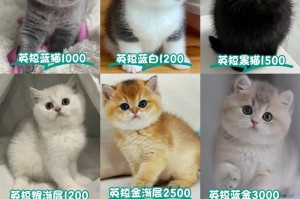 绚丽多彩的英短世界（探索英短品种的丰富色彩）