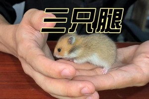 仓鼠妈妈生小宝宝分笼的时机及注意事项（仓鼠繁殖）