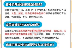 急救猫咪受伤的正确方法（掌握急救技巧防患于未然）