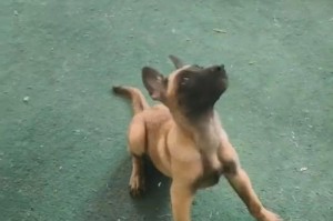 以马犬（了解以马犬的基本饲养方法，共同打造幸福家庭）