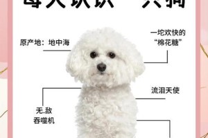 比熊退掉胎毛的时间（了解比熊退毛周期，帮助你照顾好它们）