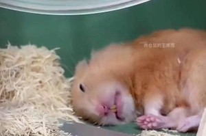 如何避免仓鼠吃同伴？——一鼠一笼的重要性（建立良好的仓鼠社交环境，保护宠物安全）