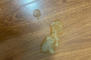 探究猫在半夜呕吐的原因（了解猫咪呕吐的常见原因及应对方法）
