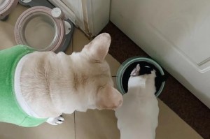 法斗犬饮食频率与饱食度探析（合理安排饮食，关爱宠物健康）