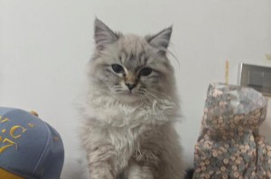 养猫别冲动，以“火葬场”的四种猫咪为例（别冲动，先了解这四种猫咪的故事）