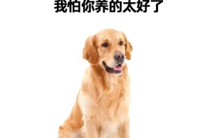 如何养好一只金毛犬？（金毛犬养育指南，让你的宠物健康快乐成长）