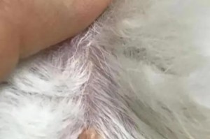 狗身上的疙瘩（揭开狗身上疙瘩的面纱，了解它们的种类和原因）